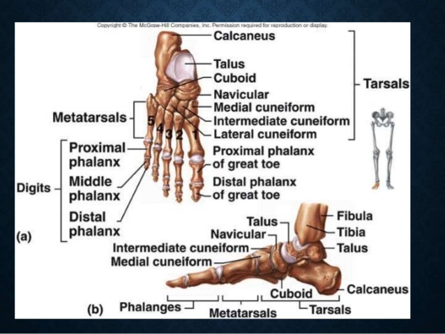 medicolegal aspects of anatomy of lower limb bones