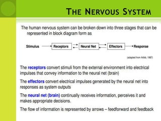 THE NERVOUS SYSTEM
 