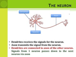 THE NEURON
• Dendrites receives the signals for the neuron.
• Axon transmits the signal from the neuron.
• Dendrites are connected to axon of the other neuron.
Signals from 1 neuron passes down to the next
neuron via axon
.
 