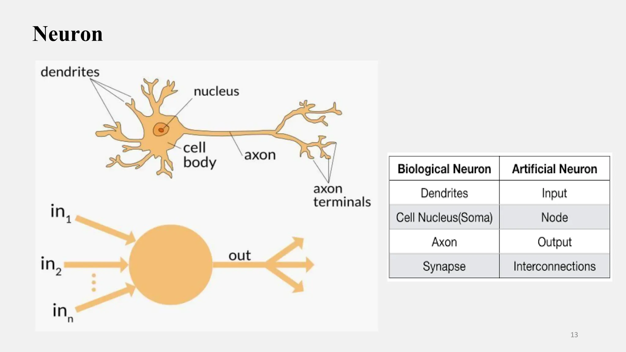 Neuron 13 