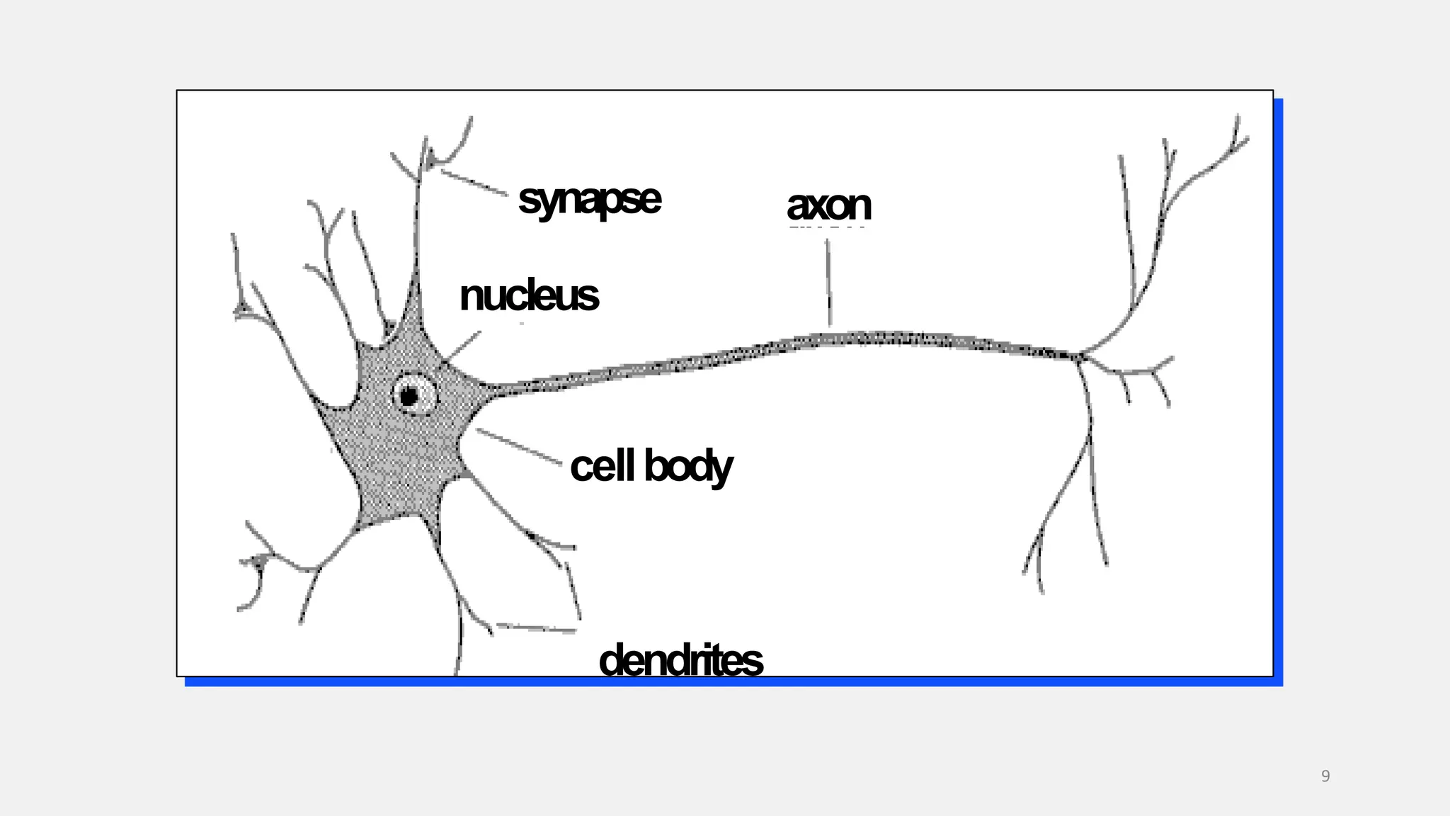 cellbody synapse nucleus axon 9 dendrites 