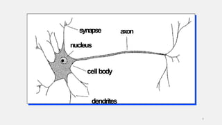 cellbody
synapse
nucleus
axon
9
dendrites
 