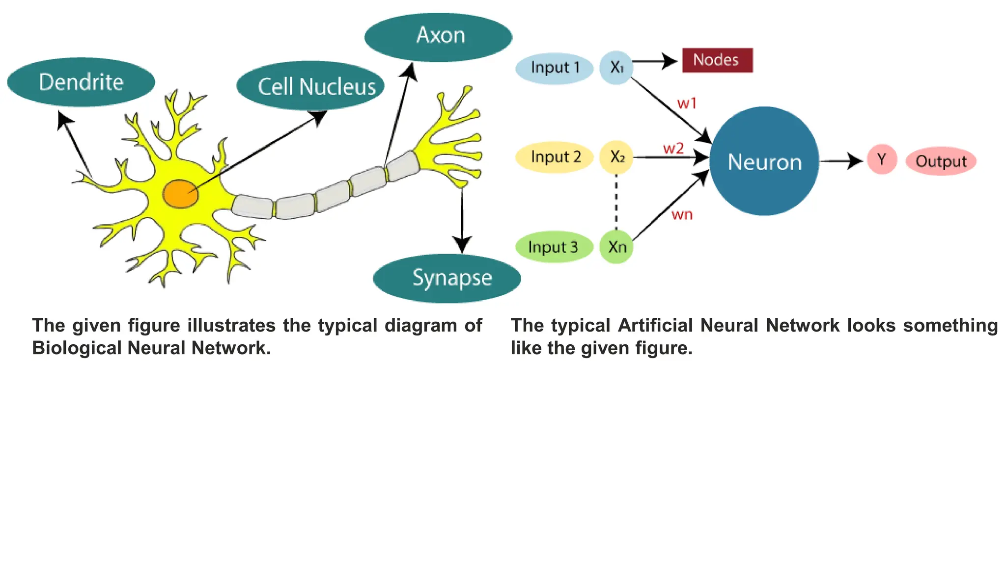 The given figure illustrates the typical diagram of
Biological Neural Network.
The typical Artificial Neural Network looks something
like the given figure.
 