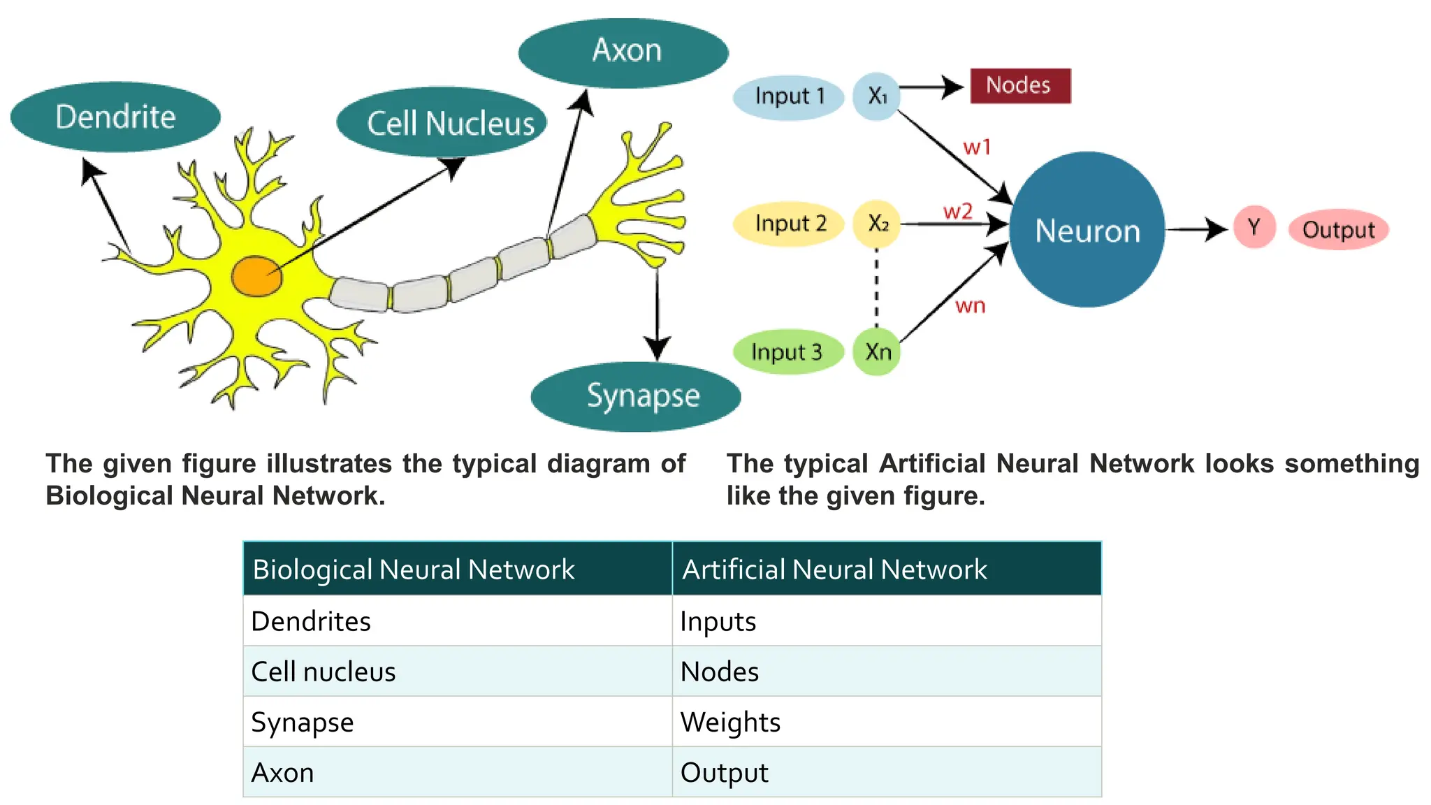 The given figure illustrates the typical diagram of
Biological Neural Network.
Biological Neural Network Artificial Neural Network
Dendrites Inputs
Cell nucleus Nodes
Synapse Weights
Axon Output
The typical Artificial Neural Network looks something
like the given figure.
 
