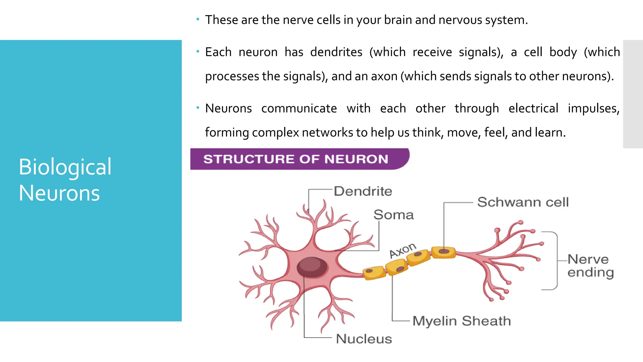 Biological
Neurons
 These are the nerve cells in your brain and nervous system.
 Each neuron has dendrites (which receive signals), a cell body (which
processes the signals), and an axon (which sends signals to other neurons).
 Neurons communicate with each other through electrical impulses,
forming complex networks to help us think, move, feel, and learn.
 