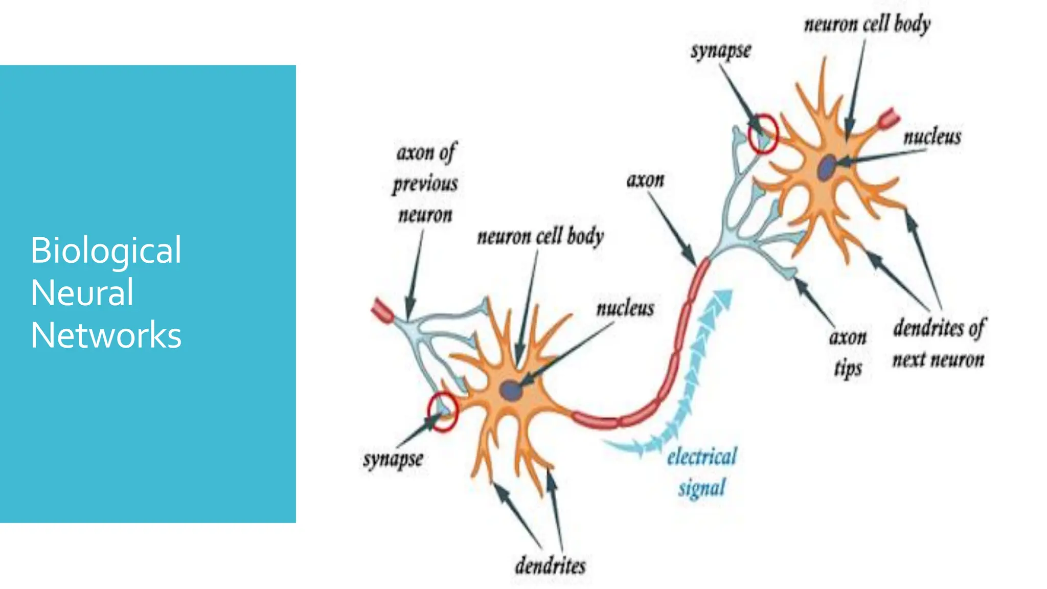Biological
Neural
Networks
 