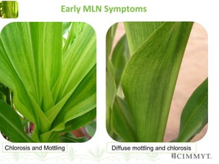 Chlorosis and Mottling Diffuse mottling and chlorosis
Early MLN Symptoms
 