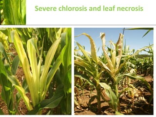 Severe chlorosis and leaf necrosis
 
