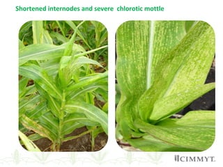 Shortened internodes and severe chlorotic mottle
 