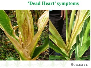‘Dead Heart’ symptoms
 