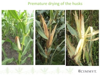 Premature drying of the husks
 