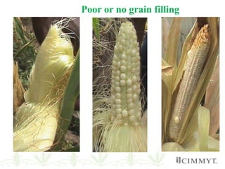 Poor or no grain filling
 