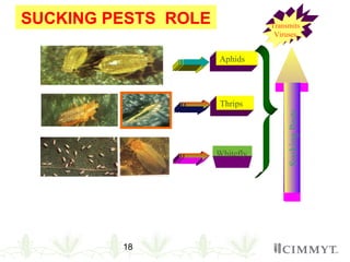 18
SUCKING PESTS ROLE
Aphids
SuckingPests
Whitefly
Thrips
Transmits
Viruses
 