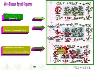 19
Initial inoculum source
(Weed)
Vector – Transmits Virus
Rapid spread due to vector
movement and Host susceptibility Disease
 