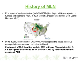 History of MLN
• First report of viral co-infection (MCMV+MDMV) leading to MLN was reported in
Kansas and Nebraska (USA) in 1976 (Niblett). Disease was termed Corn Lethal
Necrosis (CLN)
• In the 1990s, co-infection of MCMV+MMV was reported to cause extensive
damage to temperate seed production in Hawai.
• First report of MLN in Africa made in 2011 in Kenya (Wangai et al, 2012).
Causal agents identified to be MCMV and SCMV by tissue blot immuno-
assay and PCR.
 