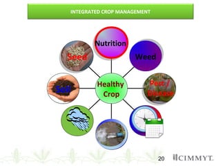 20
SeedSeed
SoilSoil
WaterWater
Market
Analysis
Pest /
Disease
Pest /
Disease
WeedWeed
NutritionNutrition
Healthy
Crop
INTEGRATED CROP MANAGEMENT
 