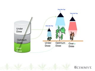 Over-the-Top
Over-the-Top
Over-the-Top
Under
Dose
Optimum
Dose
Over
Dose
Under
Dose
Optimum
Dose
Over
Dose
 