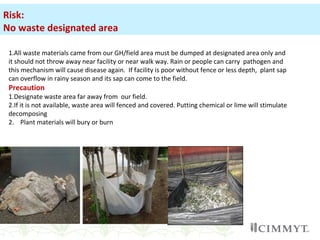 1.All waste materials came from our GH/field area must be dumped at designated area only and
it should not throw away near facility or near walk way. Rain or people can carry pathogen and
this mechanism will cause disease again. If facility is poor without fence or less depth, plant sap
can overflow in rainy season and its sap can come to the field.
Precaution
1.Designate waste area far away from our field.
2.If it is not available, waste area will fenced and covered. Putting chemical or lime will stimulate
decomposing
2. Plant materials will bury or burn
Risk:
No waste designated area
 