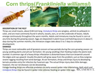 Corn thrips(Frankliniella williamsi)
DESCRIPTION OF THE PEST
Thrips are small insects, about 0.04 inch long. Immature thrips are wingless, whitish to yellowish in
color, and are most commonly found in whorls, tassels, ears, or on the underside of leaves. Adults
emerge continuously throughout the warm months. Adults and immatures may be found in corn at
any time during the growing season. Eggs are deposited in plant tissue and hatching occurs in about 5
days during the summer months; the immature stages take about 5 to 7 days to complete
development.
DAMAGE
Thrips are most noticeable and of greatest concern at two periods during the corn growing season: on
young seedling plants and a2t ear formation. On young seedlings their feeding makes the plants look
stunted. A common sign of a heavy thrips infestation is distorted leaves that turn brownish around
the edges and cup upward. Usually the plants will grow away from the problem, just as they outgrow
severe ragging resulting from wind damage. At ear formation, thrips and thrips injury to developing
kernels provides entry for infection by Fusarium spp. The actual thrips injury does little damage;
however, the ear rot diseases can be devastating.
Foliage-feeding thrips are effective predators on early-season spider mite infestations. Both adult and
immature thrips may be found in spider mite colonies feeding on spider mite eggs.
 