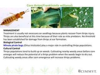 Corn thrips(Frankliniella williamsi)
MANAGEMENT
Treatment is usually not necessary on seedlings because plants recover from thrips injury.
Thrips are also beneficial at this time because of their role as mite predators. No threshold
has been established for damage from thrips at ear formation.
Biological Control
Minute pirate bugs (Orius tristicolor) play a major role in controlling thrips populations.
Cultural Control
Thrips populations tend to build up on weeds. Cultivating nearby weedy areas before corn
emerges will reduce the potential of a thrips problem when the weeds begin to dry out.
Cultivating weedy areas after corn emergence will increase thrips problems.
 