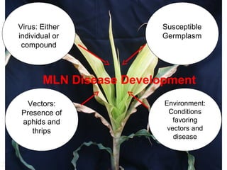MLN Disease Development
Vectors:
Presence of
aphids and
thrips
Environment:
Conditions
favoring
vectors and
disease
Susceptible
Germplasm
Virus: Either
individual or
compound
 