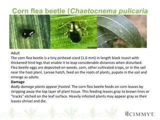 Corn flea beetle (Chaetocnema pulicaria
Adult
The corn flea beetle is a tiny pinhead-sized [1.6 mm) in length black insect with
thickened hind legs that enable it to leap considerable distances when disturbed.
Flea beetle eggs are deposited on weeds, corn, other cultivated crops, or in the soil
near the host plant. Larvae hatch, feed on the roots of plants, pupate in the soil and
emerge as adults
Damage
Badly damage plants appear frosted. The corn flea beetle feeds on corn leaves by
stripping away the top layer of plant tissue. This feeding leaves gray to brown lines or
"tracks" etched on the leaf surface. Heavily infested plants may appear gray as their
leaves shrivel and die.
 
