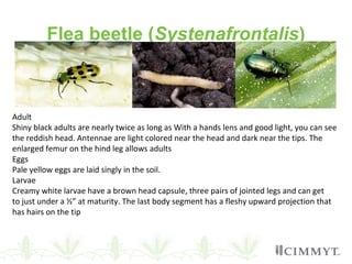 Flea beetle (Systenafrontalis)
Adult
Shiny black adults are nearly twice as long as With a hands lens and good light, you can see
the reddish head. Antennae are light colored near the head and dark near the tips. The
enlarged femur on the hind leg allows adults
Eggs
Pale yellow eggs are laid singly in the soil.
Larvae
Creamy white larvae have a brown head capsule, three pairs of jointed legs and can get
to just under a ½” at maturity. The last body segment has a fleshy upward projection that
has hairs on the tip
 