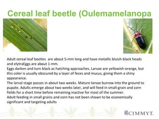 Cereal leaf beetle (Oulemamelanopa
Adult cereal leaf beetles are about 5-mm long and have metallic bluish-black heads
and elytraEggs are about 1-mm.
Eggs darken and turn black as hatching approaches. Larvae are yellowish-orange, but
this color is usually obscured by a layer of feces and mucus, giving them a shiny
appearance.
The larval stage passes in about two weeks. Mature larvae burrow into the ground to
pupate. Adults emerge about two weeks later, and will feed in small-grain and corn
fields for a short time before remaining inactive for most of the summer.
Adult feeding in small grains and corn has not been shown to be economically
significant and targeting adults
 