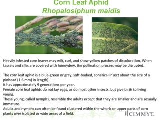Corn Leaf Aphid
Rhopalosiphum maidis
Heavily infested corn leaves may wilt, curl, and show yellow patches of discoloration. When
tassels and silks are covered with honeydew, the pollination process may be disrupted.
The corn leaf aphid is a blue-green or gray, soft-bodied, spherical insect about the size of a
pinhead (1.6 mm) in length].
It has approximately 9 generations per year.
Female corn leaf aphids do not lay eggs, as do most other insects, but give birth to living
young.
These young, called nymphs, resemble the adults except that they are smaller and are sexually
immature.
Adults and nymphs can often be found clustered within the whorls or upper parts of corn
plants over isolated or wide areas of a field.
 