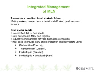 Integrated Management
of MLN
Awareness creation to all stakeholders
•Policy makers, researchers, extension staff, seed producers and
farmers.
Use clean seeds
•Use certified MLN- free seeds
•Grow nurseries in MLN free regions
•Regularly send samples for viral diagnostic verification
•Treat seed to provide early stage protection against vectors using:
 Clothianidin (Poncho),
 Thiamethoxam (Cruiser),
 Imidacloprid (Gaucho)
 Imidacloprid + thiodicarb (Aeris)
 