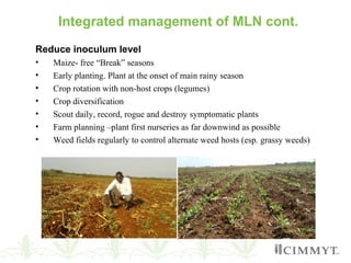 Integrated management of MLN cont.
Reduce inoculum level
• Maize- free “Break” seasons
• Early planting. Plant at the onset of main rainy season
• Crop rotation with non-host crops (legumes)
• Crop diversification
• Scout daily, record, rogue and destroy symptomatic plants
• Farm planning –plant first nurseries as far downwind as possible
• Weed fields regularly to control alternate weed hosts (esp. grassy weeds)
 