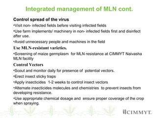 Integrated management of MLN cont.
Control spread of the virus
•Visit non- infected fields before visiting infected fields
•Use farm implements/ machinery in non- infected fields first and disinfect
after use.
•Avoid unnecessary people and machines in the field
Use MLN-resistant varieties.
•Screening of maize germplasm for MLN resistance at CIMMYT Naivasha
MLN facility
Control Vectors
•Scout and monitor daily for presence of potential vectors.
•Erect insect sticky traps
•Apply insecticides 1-2 weeks to control insect vectors
•Alternate insecticides molecules and chemistries to prevent insects from
developing resistance.
•Use appropriate chemical dosage and ensure proper coverage of the crop
when spraying.
 