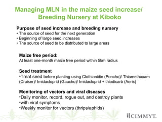 Managing MLN in the maize seed increase/
Breeding Nursery at Kiboko
Maize free period:
At least one-month maize free period within 5km radius
Seed treatment
•Treat seed before planting using Clothianidin (Poncho)/ Thiamethoxam
(Cruiser)/ Imidacloprid (Gaucho)/ Imidacloprid + thiodicarb (Aeris)
Monitoring of vectors and viral diseases
•Daily monitor, record, rogue out, and destroy plants
•with viral symptoms
•Weekly monitor for vectors (thrips/aphids)
Purpose of seed increase and breeding nursery
• The source of seed for the next generation
• Beginning of large seed increases
• The source of seed to be distributed to large areas
 