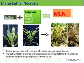 MCMVMCMV
Potyvirus
SCMV
MDMV
WSMV
MLNMLN
• Individual infection with mixture of viruses can also cause disease
• Typically, infection with one virus results in milder symptoms than MLN but
reaction depends on germplasm and viral strain.
Maize Lethal NecrosisMaize Lethal Necrosis
 