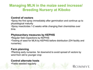 Managing MLN in the maize seed increase/
Breeding Nursery at Kiboko
Control of vectors
•Spray the first spray immediately after germination and continue up to
physiological maturity
•Spray insecticides 1-2 weeks while changing their chemistries over
time.
Phytosanitary measures by KEPHIS
•Regular field inspections by KEPHIS
•Testing of seed for MLN by KEPHIS before distribution (DH facility and
nurseries)
Farm planning
•Planting early nurseries far downwind to avoid spread of vectors by
wind from old to younger crop
Control alternate hosts
•Fields weeded regularly
 