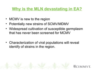 Why is the MLN devastating in EA?
• MCMV is new to the region
• Potentially new strains of SCMV/MDMV
• Widespread cultivation of susceptible germplasm
that has never been screened for MCMV
• Characterization of viral populations will reveal
identify of strains in the region.
 