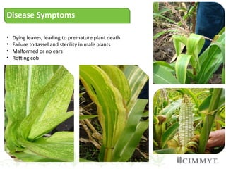 Disease Symptoms
• Dying leaves, leading to premature plant death
• Failure to tassel and sterility in male plants
• Malformed or no ears
• Rotting cob
 