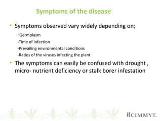 Symptoms of the disease
• Symptoms observed vary widely depending on;
-Germplasm
-Time of infection
-Prevailing environmental conditions
-Ratios of the viruses infecting the plant
• The symptoms can easily be confused with drought ,
micro- nutrient deficiency or stalk borer infestation
 