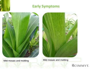 Early Symptoms
Mild mosaic and mottling Mild mosaic and mottling
 
