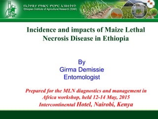 Incidence and impacts of Maize Lethal
Necrosis Disease in Ethiopia
By
Girma Demissie
Entomologist
Prepared for the MLN diagnostics and management in
Africa workshop, held 12-14 May, 2015
Intercontinental Hotel, Nairobi, Kenya
 