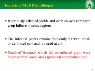 Incidence and Impacts of Maize Lethal Necrosis Disease in Ethiopia | PDF