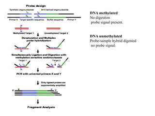 DNA methylated
No digestion
probe signal present.
DNA unmethylated
Probe-sample hybrid digested
no probe signal.
 