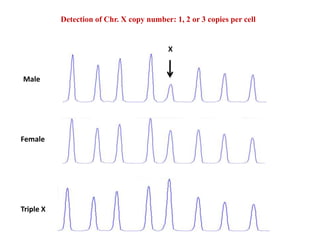 Detection of Chr. X copy number: 1, 2 or 3 copies per cell
X
Male
Female
Triple X
 