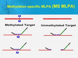 تکنیک MLPA | PPT