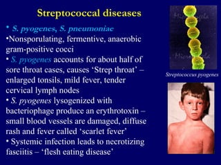 Streptococcal diseases
• S. pyogenes, S. pneumoniae
•Nonsporulating, fermentive, anaerobic
gram-positive cocci
• S. pyogenes accounts for about half of
sore throat cases, causes ‘Strep throat’ –
enlarged tonsils, mild fever, tender
cervical lymph nodes
• S. pyogenes lysogenized with
bacteriophage produce an erythrotoxin –
small blood vessels are damaged, diffuse
rash and fever called ‘scarlet fever’
• Systemic infection leads to necrotizing
fasciitis – ‘flesh eating disease’
Streptococcus pyogenes
 
