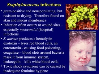 Staphylococcus infections
• gram-positive and nonsporulating, but
resistant to drying. Therefore found on
skin and mucus m...