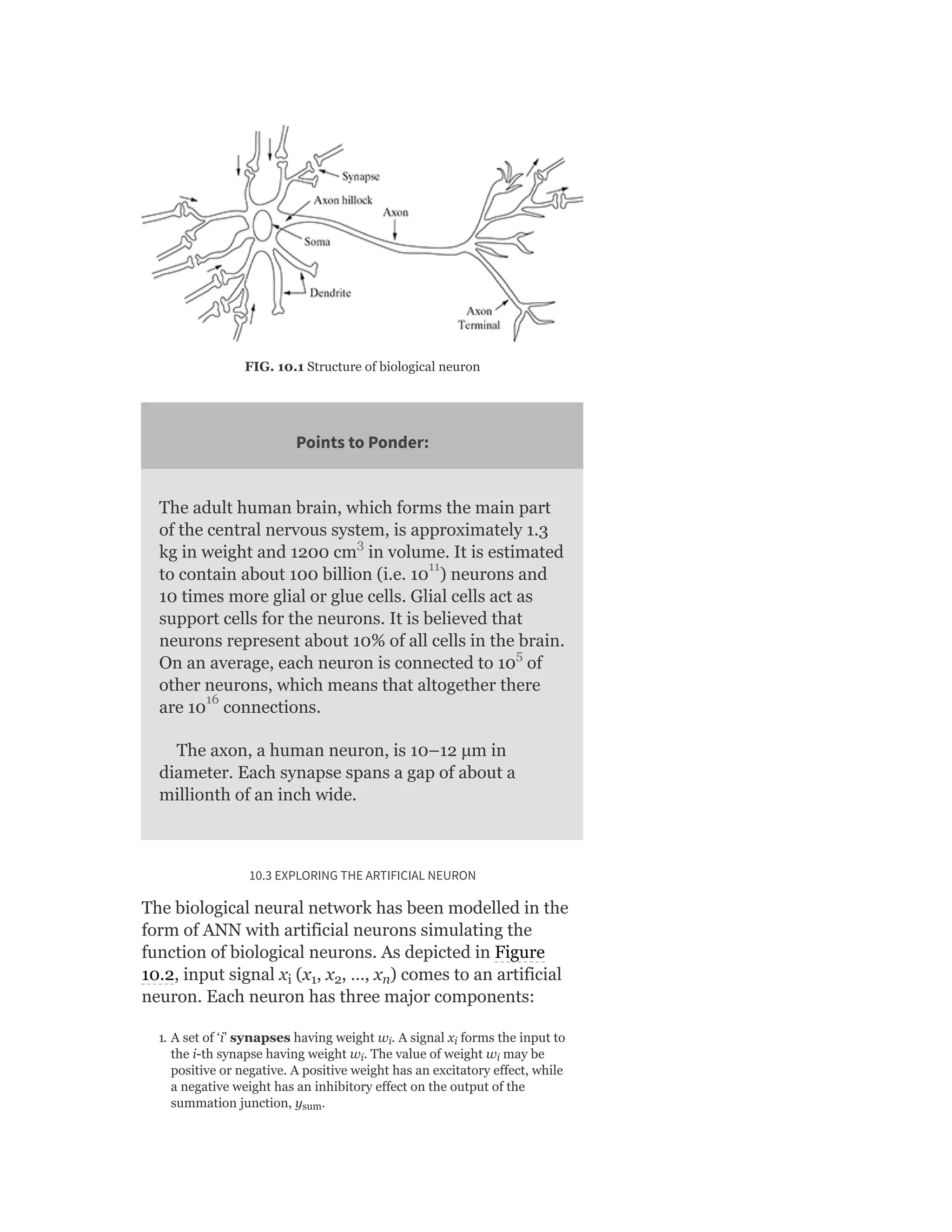 FIG. 10.1 Structure of biological neuron
Points to Ponder:
The adult human brain, which forms the main part
of the central nervous system, is approximately 1.3
kg in weight and 1200 cm in volume. It is estimated
to contain about 100 billion (i.e. 10 ) neurons and
10 times more glial or glue cells. Glial cells act as
support cells for the neurons. It is believed that
neurons represent about 10% of all cells in the brain.
On an average, each neuron is connected to 10 of
other neurons, which means that altogether there
are 10 connections.
The axon, a human neuron, is 10–12 μm in
diameter. Each synapse spans a gap of about a
millionth of an inch wide.
10.3 EXPLORING THE ARTIFICIAL NEURON
The biological neural network has been modelled in the
form of ANN with artificial neurons simulating the
function of biological neurons. As depicted in Figure
10.2, input signal x (x , x , …, x ) comes to an artificial
neuron. Each neuron has three major components:
1. A set of ‘i’ synapses having weight w . A signal x forms the input to
the i-th synapse having weight w . The value of weight w may be
positive or negative. A positive weight has an excitatory effect, while
a negative weight has an inhibitory effect on the output of the
summation junction, y .
i 1 2 n
i i
i i
sum
3
11
5
16
 