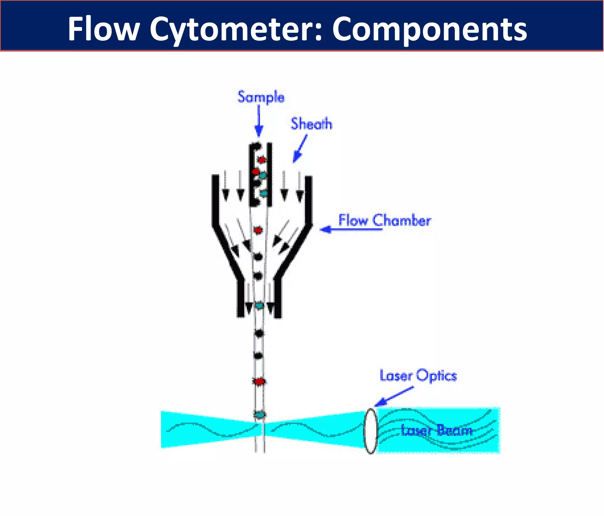 Basics of Flow cytometry by Prof. Mohamed Labib Salem | PPT