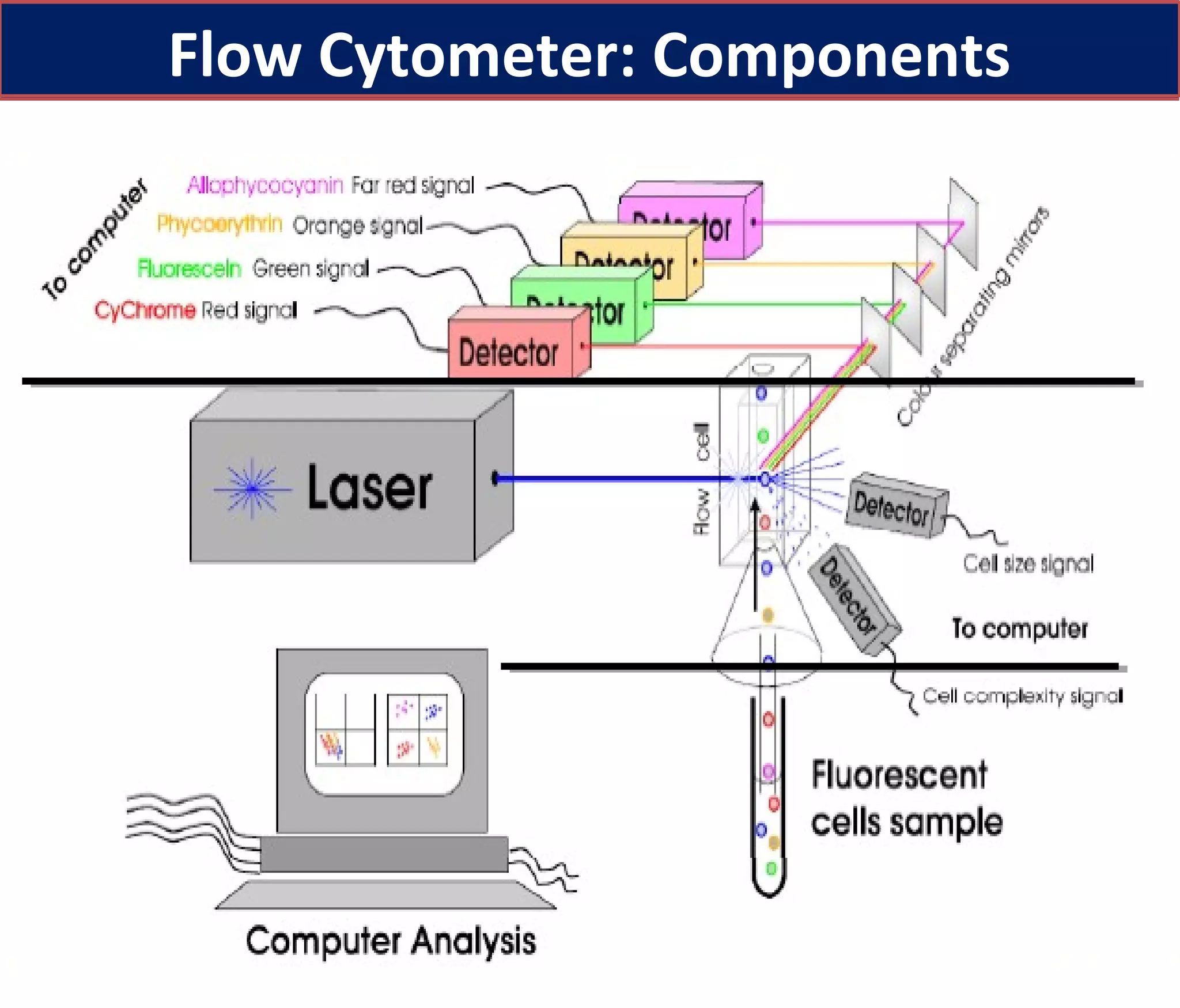 Basics of Flow cytometry by Prof. Mohamed Labib Salem | PPT