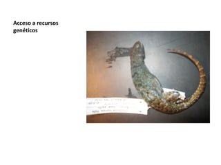 Acceso a recursos
genéticos
 